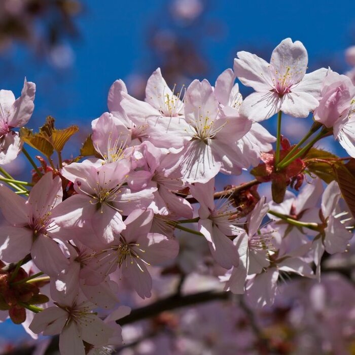 Japanse Sierkers - Prunus 'Spire' meerstammig