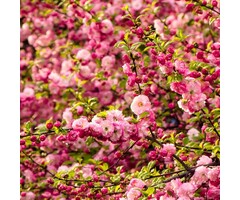 Amandelboom op stam - Prunus triloba