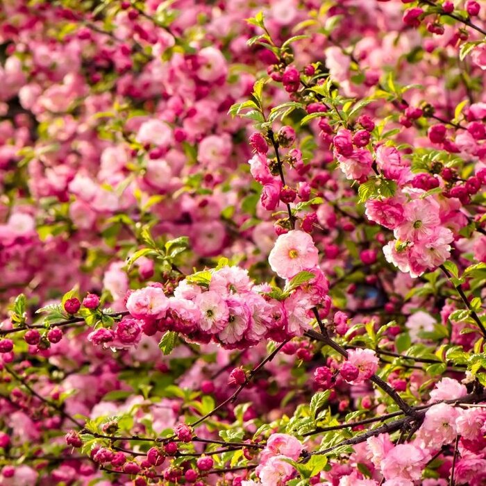 Amandelboom op stam - Prunus triloba