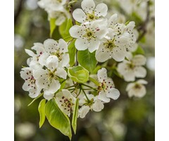 Meerstammige Sierpeer - Pyrus calleryana 'Chanticleer' meerstammig