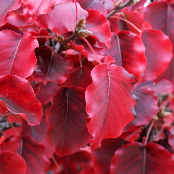Sierpeer - Pyrus calleryana 'Chanticleer' meerstammig
