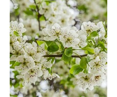 Sierpeer - Pyrus calleryana 'Chanticleer'