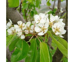 Sierpeer - Pyrus elaeagnifolia 'Silver Sail'