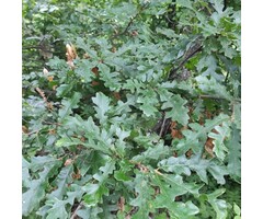 Zuileik - Quercus bimundorum Crimson Spire