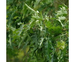 Zuil-moeraseik - Quercus palustris 'Green Pillar'