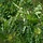 Zuil-moeraseik - Quercus palustris 'Green Pillar'