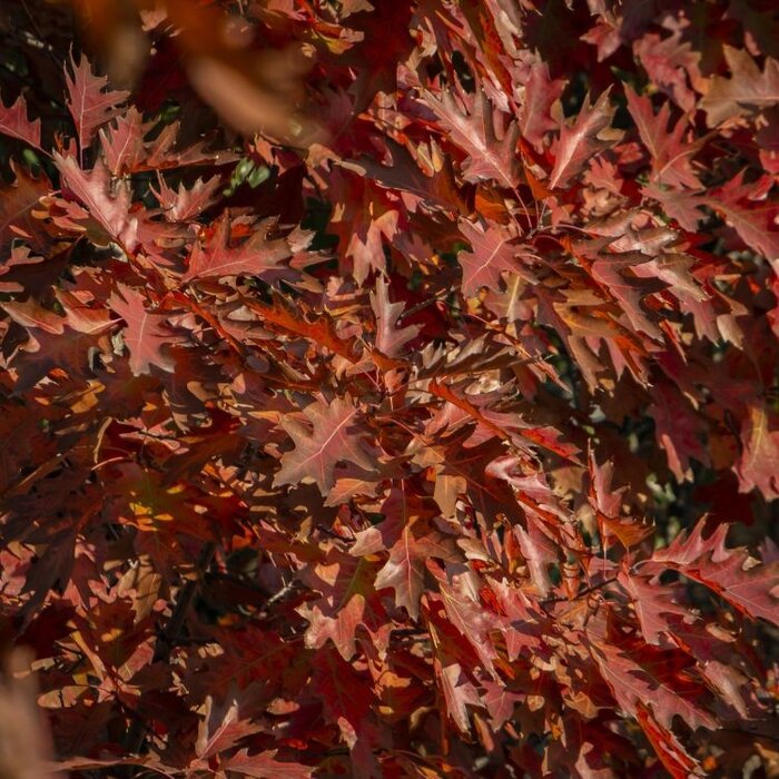 Zuil-moeraseik - Quercus palustris 'Green Pillar'