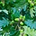 Zuileik - Quercus robur 'Fastigiate Koster'