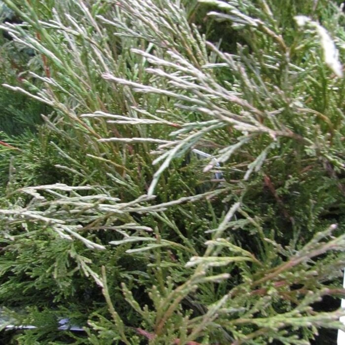 Jeneverbes - Juniperus sabina 'Tamariscifolia'