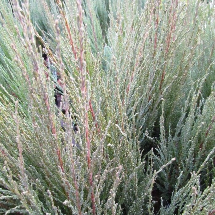 Jeneverbes - Juniperus scopulorum 'Blue Arrow'