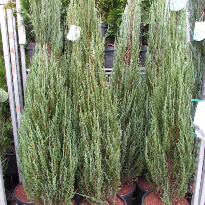 Jeneverbes - Juniperus scopulorum 'Blue Arrow'
