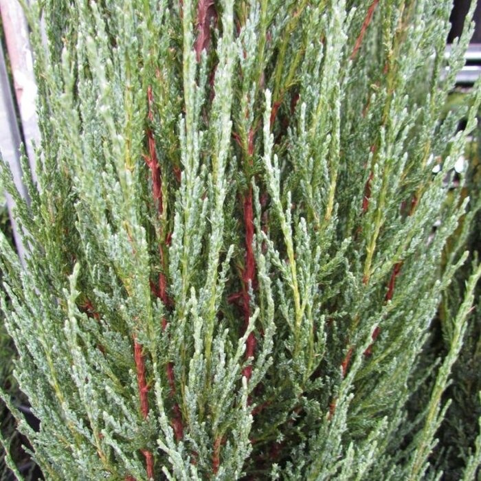 Jeneverbes - Juniperus scopulorum 'Blue Arrow'