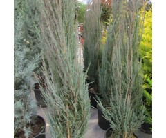 Jeneverbes - Juniperus scopulorum 'Blue Arrow'