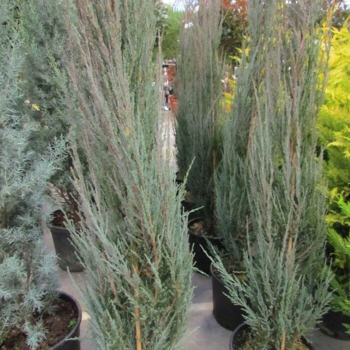 Jeneverbes - Juniperus scopulorum 'Blue Arrow'