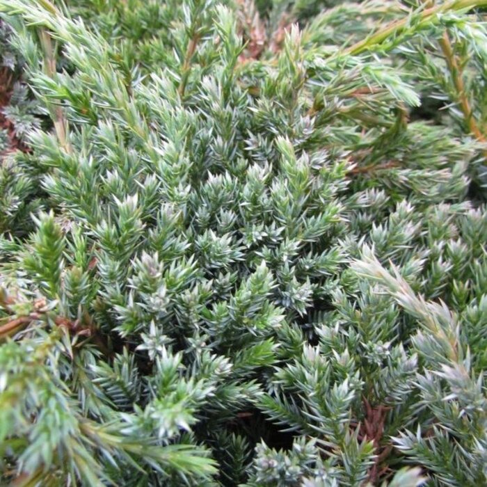Jeneverbes - Juniperus squamata 'Blue Carpet'