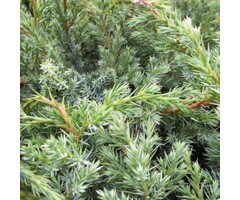 Jeneverbes - Juniperus squamata 'Blue Swede'