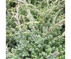 Jeneverbes - Juniperus squamata 'Holger'