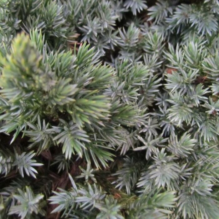 Jeneverbes - Juniperus squamata 'Meyerii'
