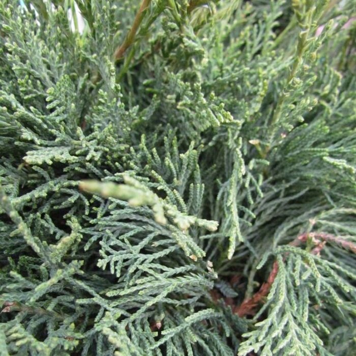 Jeneverbes - Juniperus virginiana 'Grey Owl'