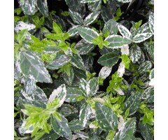 Kardinaalshoed - Euonymus fortunei 'Harlequin'