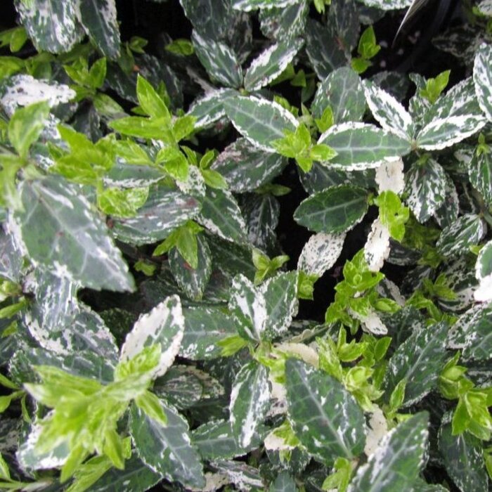 Kardinaalshoed (Euonymus fortunei 'Harlequin')