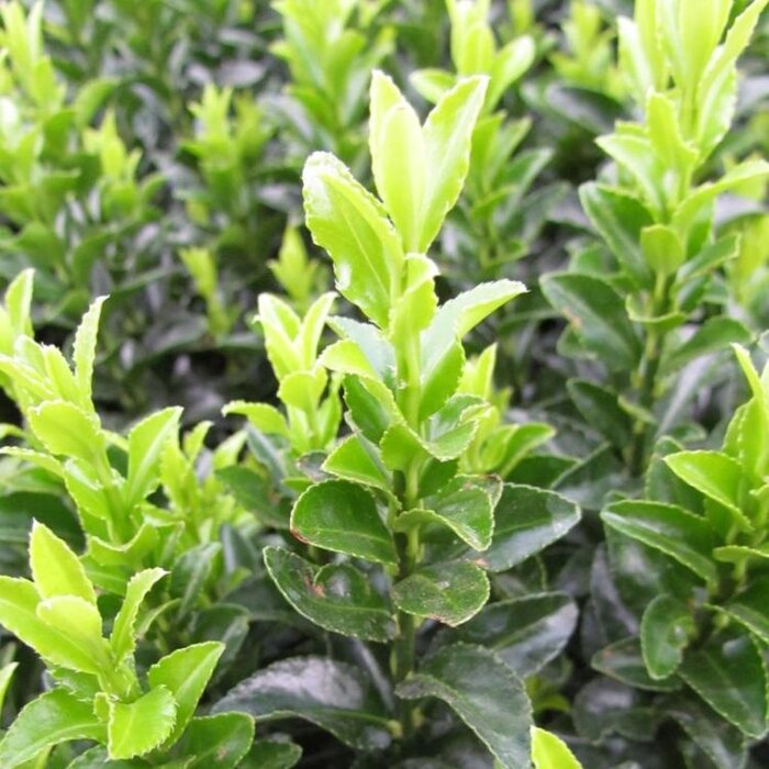 Japanse kardinaalshoed (Euonymus japonicus 'Green Spire')