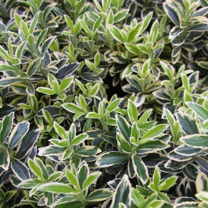 Kardinaalshoed (Euonymus japonicus 'Microphyllus Albovariegatus')