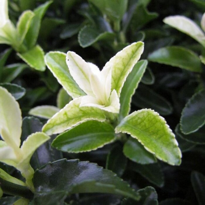 Kardinaalshoed (Euonymus japonicus 'Paloma Blanca' )