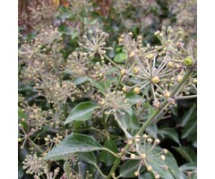 Kaukasische klimop - Hedera colchica 'Fall Favourite'
