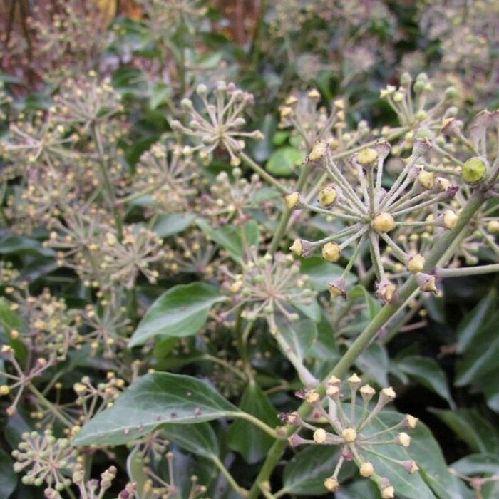 Kaukasische klimop (Hedera colchica 'Fall Favourite')
