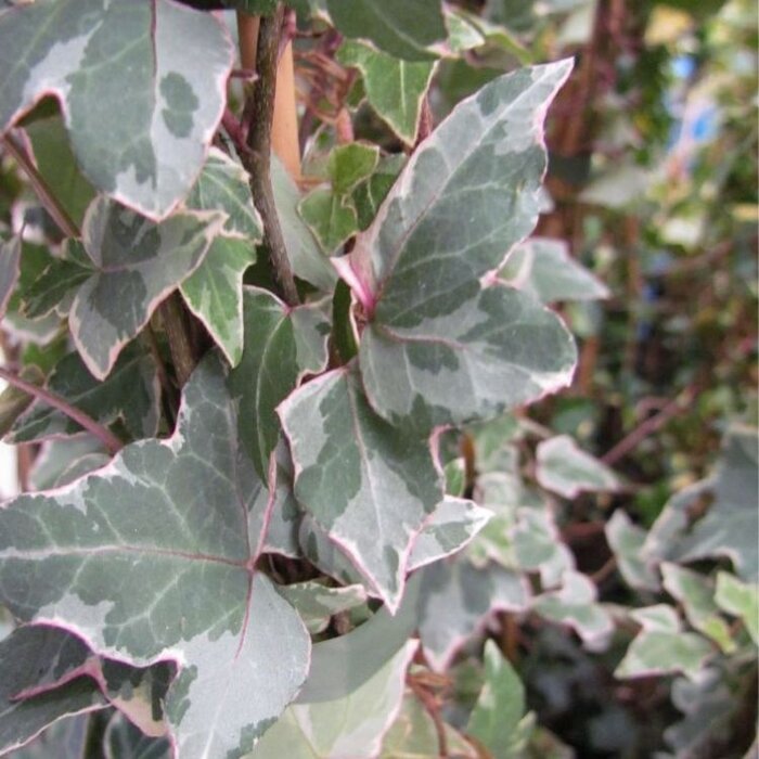Kleinbladige Klimop - Hedera helix 'Glacier'
