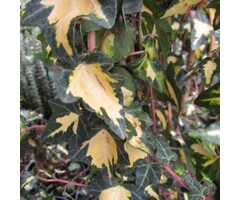 Kleinbladige Klimop - Hedera helix 'Goldheart'