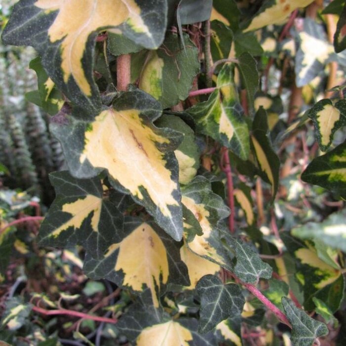 Kleinbladige Klimop - Hedera helix 'Goldheart'