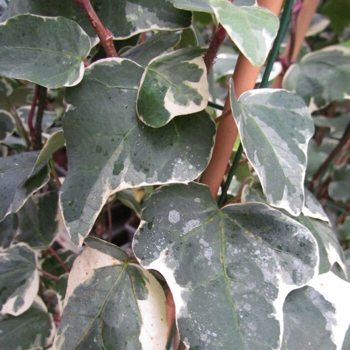Klimop - Hedera algeriensis 'Gloire de Marengo'
