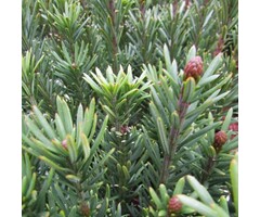 Knoptaxus - Cephalotaxus harringtonii 'Fastigiata'