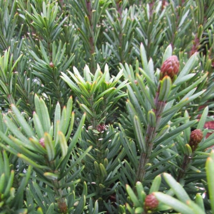 Knoptaxus - Cephalotaxus harringtonii 'Fastigiata'