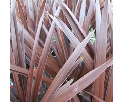 Koolpalm - Cordyline australis 'Red Star'