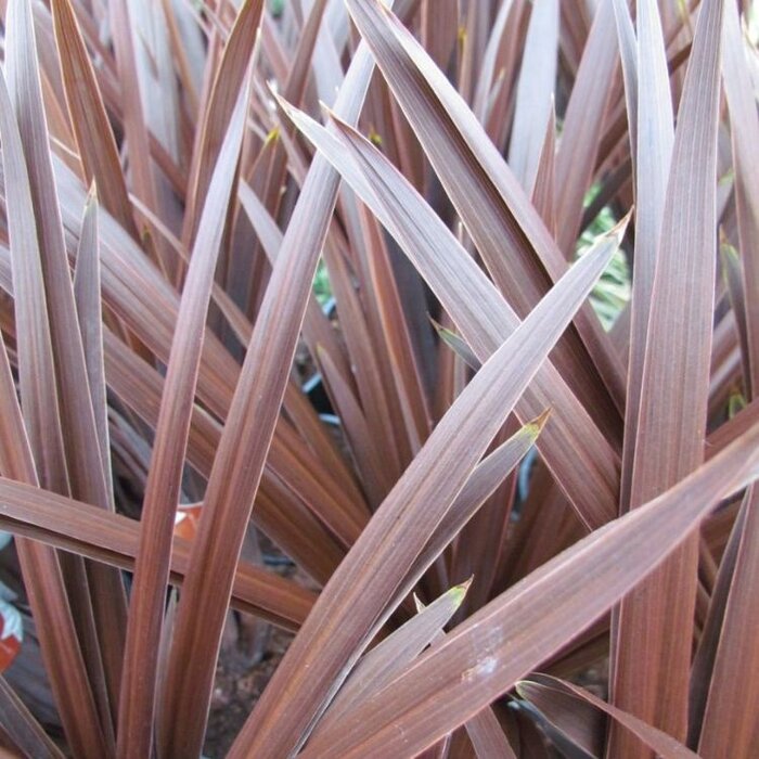 Koolpalm (Cordyline australis 'Red Star')