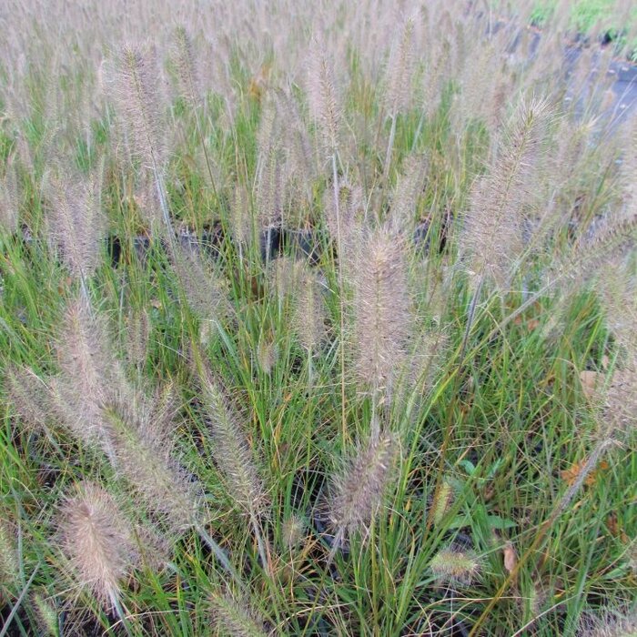 Lampenpoetsersgras - Pennisetum alopecuroides