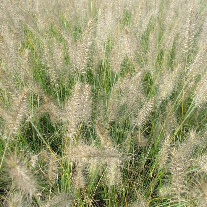 Lampenpoetsersgras - Pennisetum alopecuroides 'Little Bunny'
