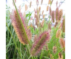 Lampenpoetsersgras - Pennisetum alopecuroides 'Red Head'