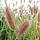 Lampenpoetsersgras - Pennisetum alopecuroides 'Moudry'