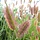 Lampenpoetsersgras - Pennisetum alopecuroides 'Red Head'