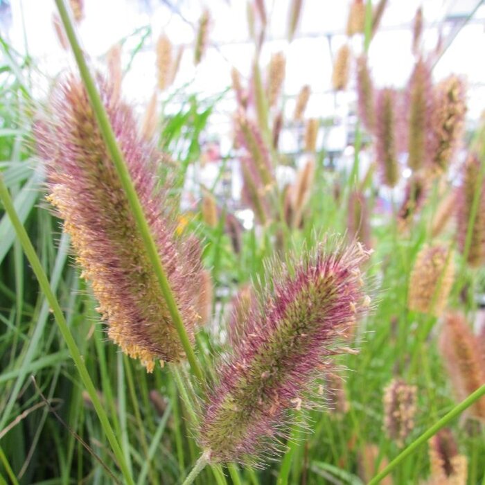 Lampenpoetsersgras - Pennisetum alopecuroides 'Red Head'