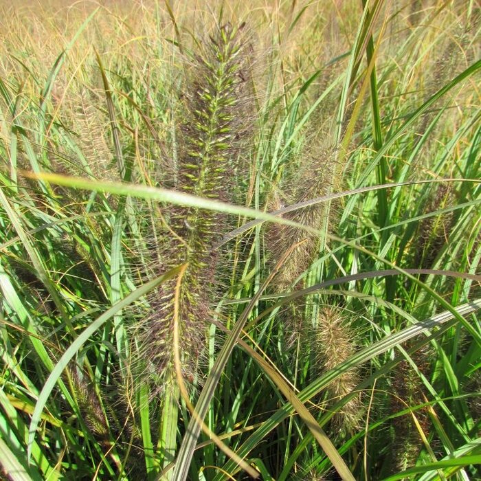 Lampenpoetsersgras - Pennisetum alopecuroides 'Red Head'