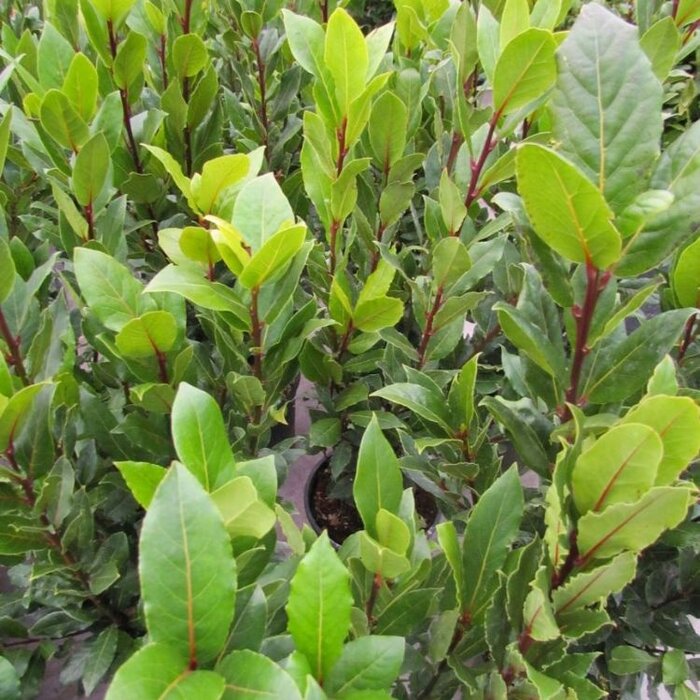 Laurier (Laurus nobilis)