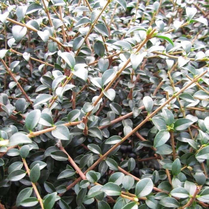 Liguster op stam - Ligustrum delavayanum
