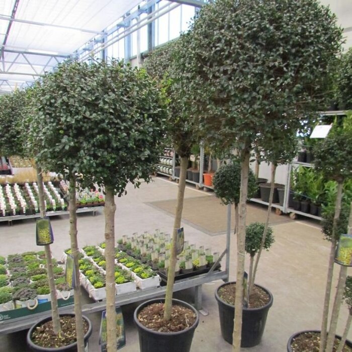 Liguster op stam - Ligustrum delavayanum