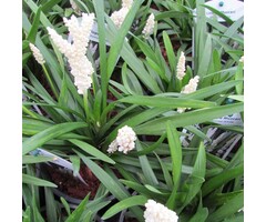 Leliegras - Liriope muscari 'Monroe White'