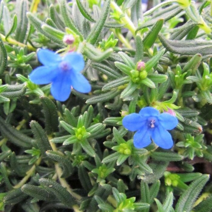Steenzaad - Lithodora diffusa 'Heavenly Blue'